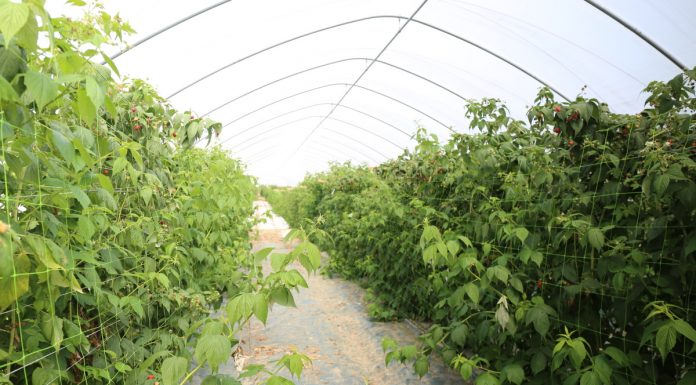 Praktycznie o nawożeniu malin na podwójny zbiór