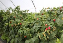 Kompleksowe nawożenie malin