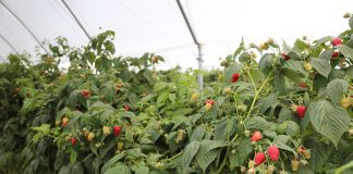 Kompleksowe nawożenie malin