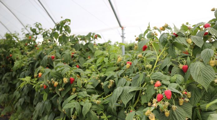 Kompleksowe nawożenie malin