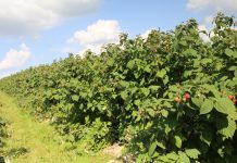 Wielkość zbiorów owoców jagodowych w 2023 według GUS