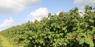 Wielkość zbiorów owoców jagodowych w 2023 według GUS