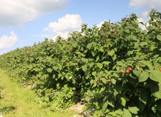 Wielkość zbiorów owoców jagodowych w 2023 według GUS