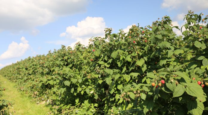 Wielkość zbiorów owoców jagodowych w 2023 według GUS