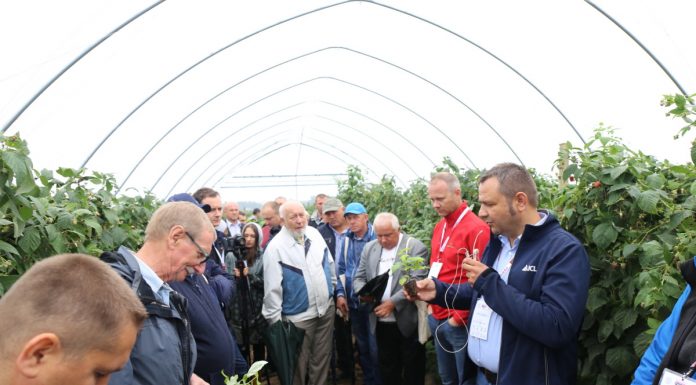 Malinowe Factory 2018 – podsumowanie 4 lat doświadczeń z uprawą malin. FILM