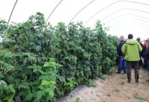 Agrowłókniny jako ściółki w uprawie malin