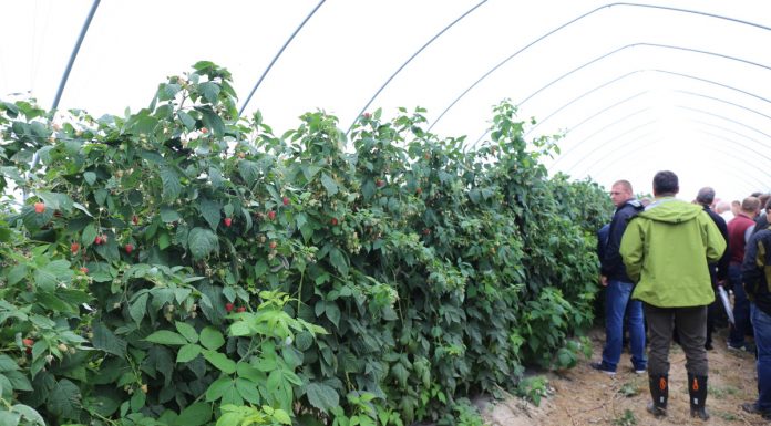 Agrowłókniny jako ściółki w uprawie malin