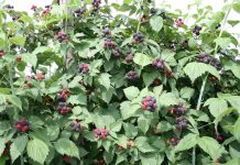 Produkcja czarnych malin wraca do łask w Ameryce Północnej