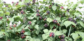 Produkcja czarnych malin wraca do łask w Ameryce Północnej