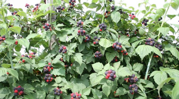 Produkcja czarnych malin wraca do łask w Ameryce Północnej