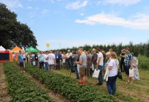 Truskawki powtarzające owocowanie w projekcie Berry Tech 2018