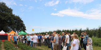 Truskawki powtarzające owocowanie w projekcie Berry Tech 2018