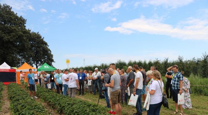 Truskawki powtarzające owocowanie w projekcie Berry Tech 2018