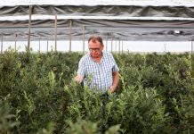 Późne odmiany borówki na plantacji w Białousach. Zbiory ciągle trwają