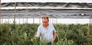 Późne odmiany borówki na plantacji w Białousach. Zbiory ciągle trwają