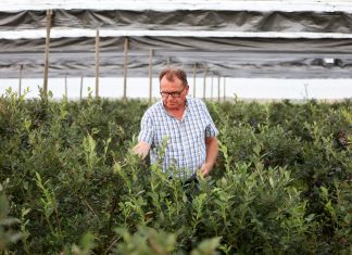 Późne odmiany borówki na plantacji w Białousach. Zbiory ciągle trwają