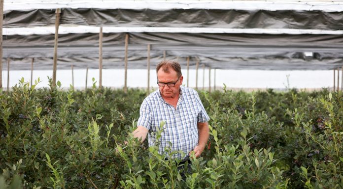 Późne odmiany borówki na plantacji w Białousach. Zbiory ciągle trwają
