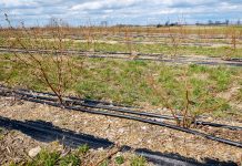 Plantacje borówki w pierwszych latach po posadzeniu. FILM