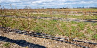 Plantacje borówki w pierwszych latach po posadzeniu. FILM