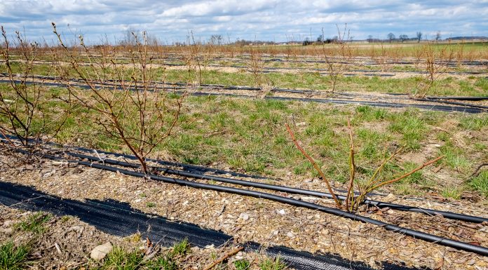 Plantacje borówki w pierwszych latach po posadzeniu. FILM