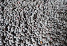 Rynek jagody kamczackiej musi się ukształtować