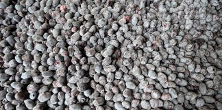 Rynek jagody kamczackiej musi się ukształtować