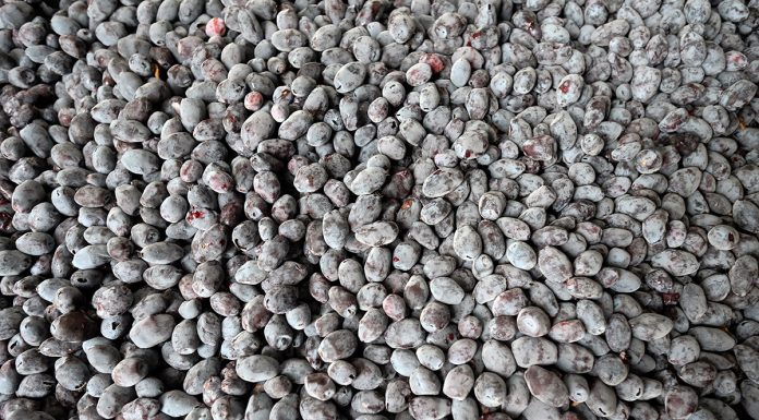 Rynek jagody kamczackiej musi się ukształtować