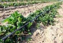 Plantacje truskawek bez rozłogów. To jest możliwe!