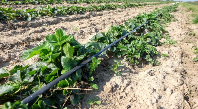 Plantacje truskawek bez rozłogów. To jest możliwe!