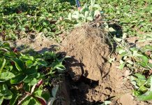 Plantacje truskawek jesienią – co jeszcze możemy zrobić? FILM