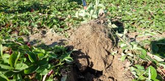 Plantacje truskawek jesienią – co jeszcze możemy zrobić? FILM