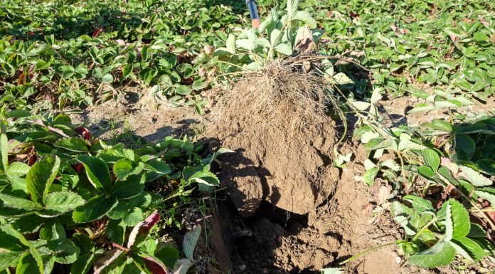 Plantacje truskawek jesienią – co jeszcze możemy zrobić? FILM