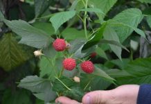 Zbiory owoców na świecie – doniesienia i przewidywania