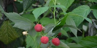 Zbiory owoców na świecie – doniesienia i przewidywania