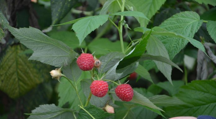 Zbiory owoców na świecie – doniesienia i przewidywania