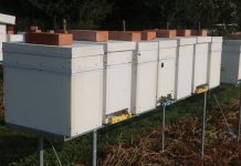 Czas na karmienie pszczół w pasiekach