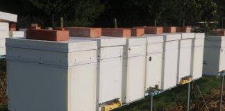 Czas na karmienie pszczół w pasiekach