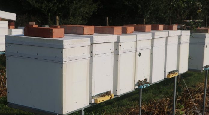 Czas na karmienie pszczół w pasiekach