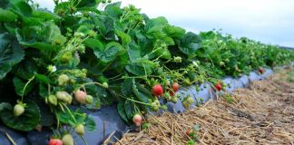 Sadzonki doniczkowane truskawek do jakich upraw