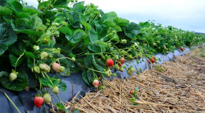 Sadzonki doniczkowane truskawek do jakich upraw