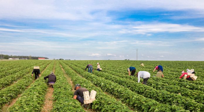 Ułatwień w przekraczaniu polskiej granicy przez pracowników sezonowych nie będzie