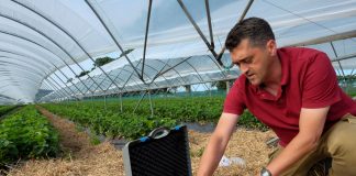 Analiza soku komórkowego w uprawie truskawek – do czego się przydaje?