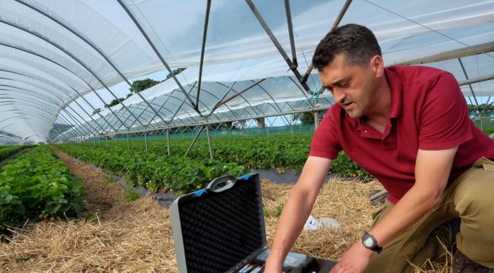 Analiza soku komórkowego w uprawie truskawek – do czego się przydaje?