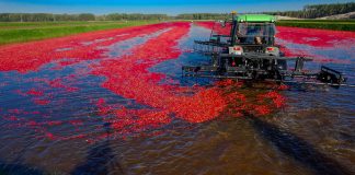 Żurawina wielkoowocowa na największej plantacji w Europie. FILM