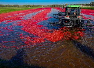 Żurawina wielkoowocowa na największej plantacji w Europie. FILM