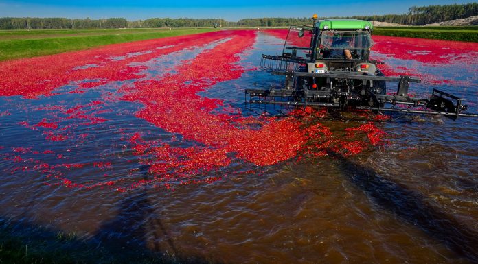 Żurawina wielkoowocowa na największej plantacji w Europie. FILM