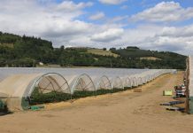 Truskawki na farmie Stewarts