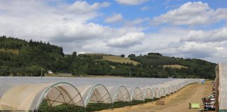 Truskawki na farmie Stewarts