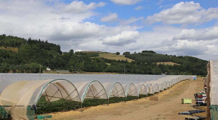 Truskawki na farmie Stewarts