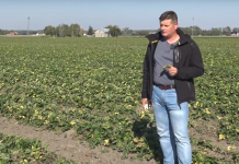 Przygotowanie plantacji truskawek do spoczynku zimowego